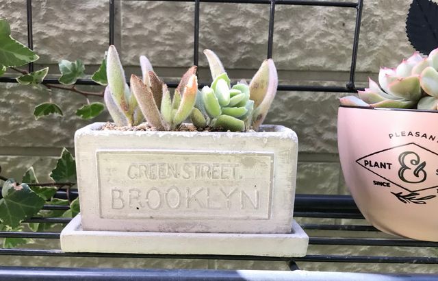 フォーベトン・レクトポットセット・S