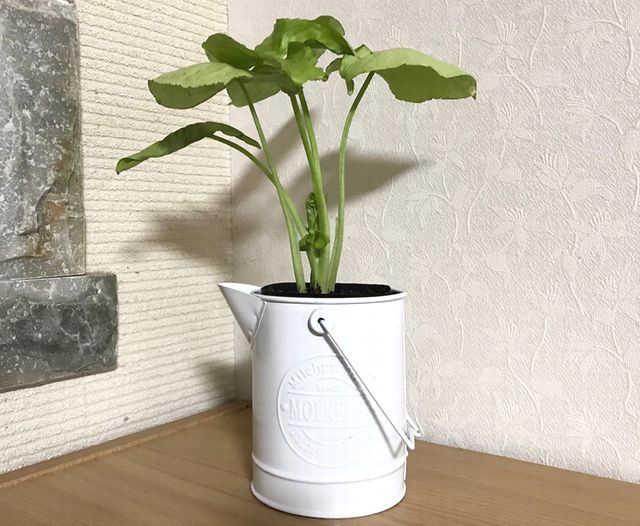 鉢カバー　観葉植物