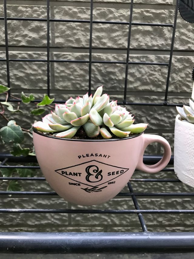 在庫限り・即納】可愛いカップの形の植木鉢「プレザント・ティーカップ・L」多肉植物や観葉植物に最適！ フクショウ ｇａｒｄｅｎ