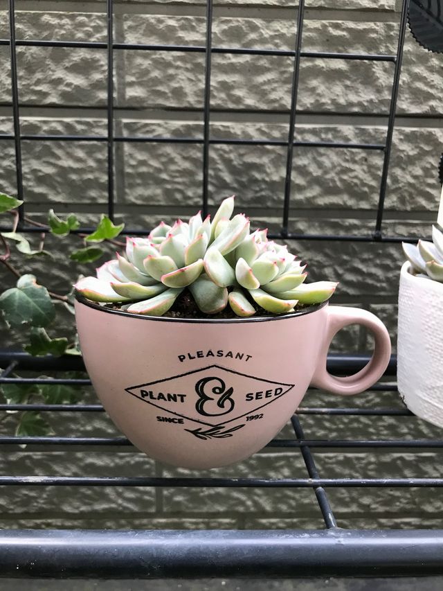 カップ型植木鉢